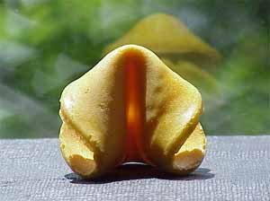 If you like this cookie picture, or this fortune, or both, you can vote for them... just click here